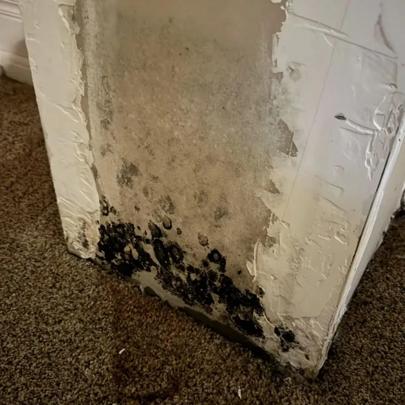 Professional Mold Removal in Van Buren County, TN